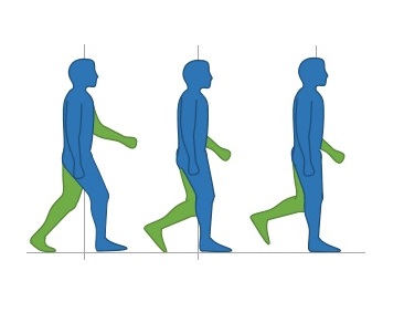 Diagram of three stages of walk cycle. Credit: BoH / CC BY-SA (https://creativecommons.org/licenses/by-sa/4.0); https://commons.wikimedia.org/wiki/File:Walk_cycle.jpg; cropped, elements remixed.